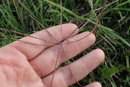 Plancia ëd Chloris verticillata Nutt.