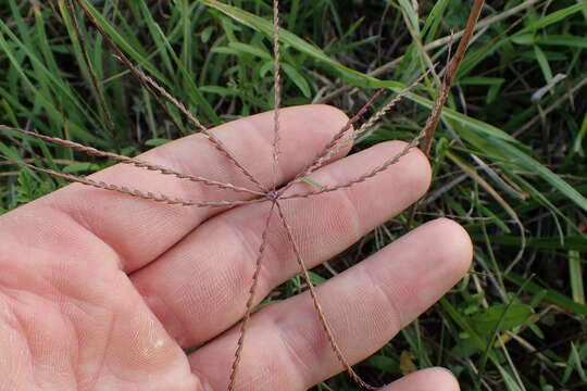 صورة Chloris verticillata Nutt.