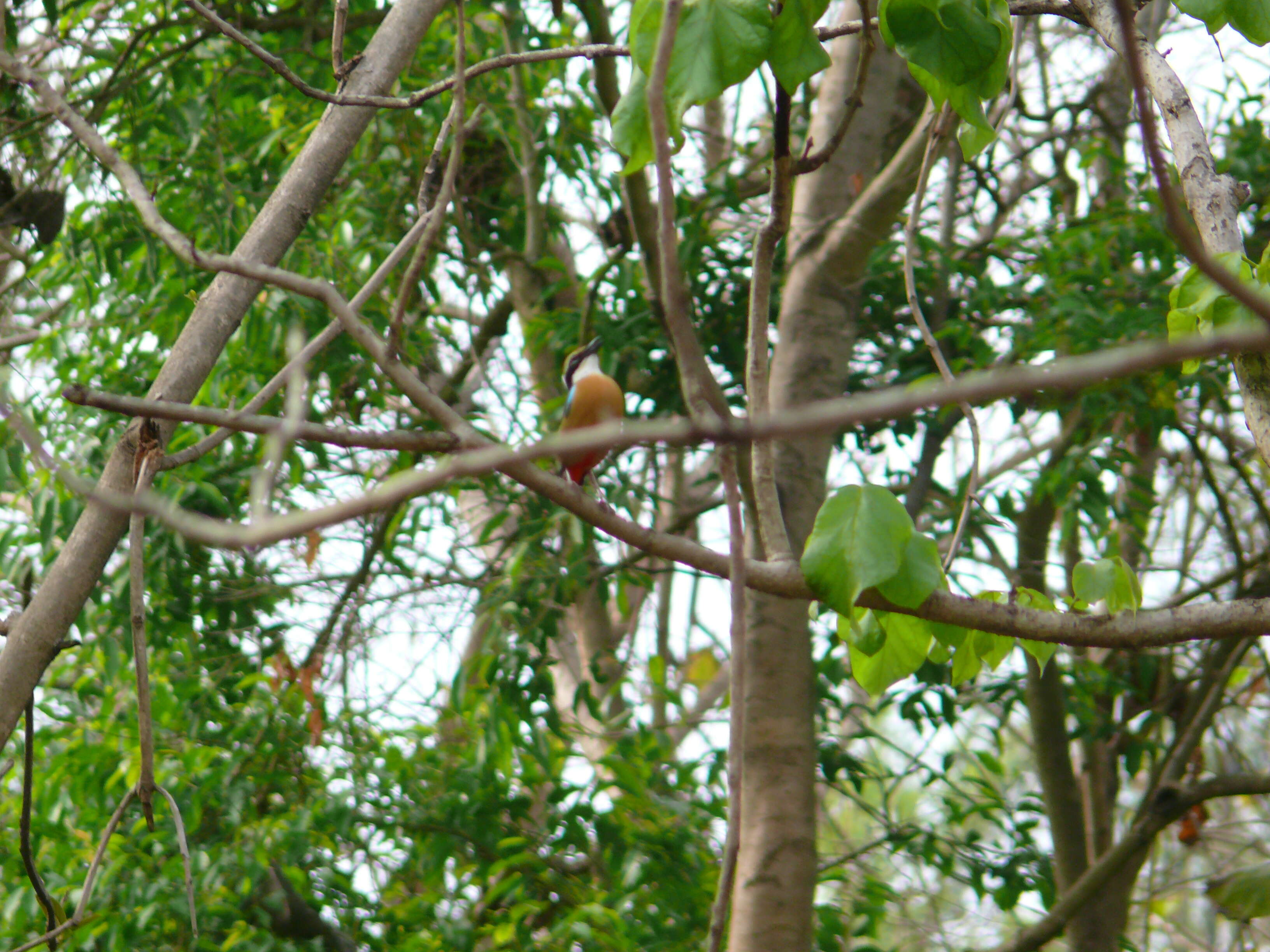 Plancia ëd Pitta brachyura (Linnaeus 1766)