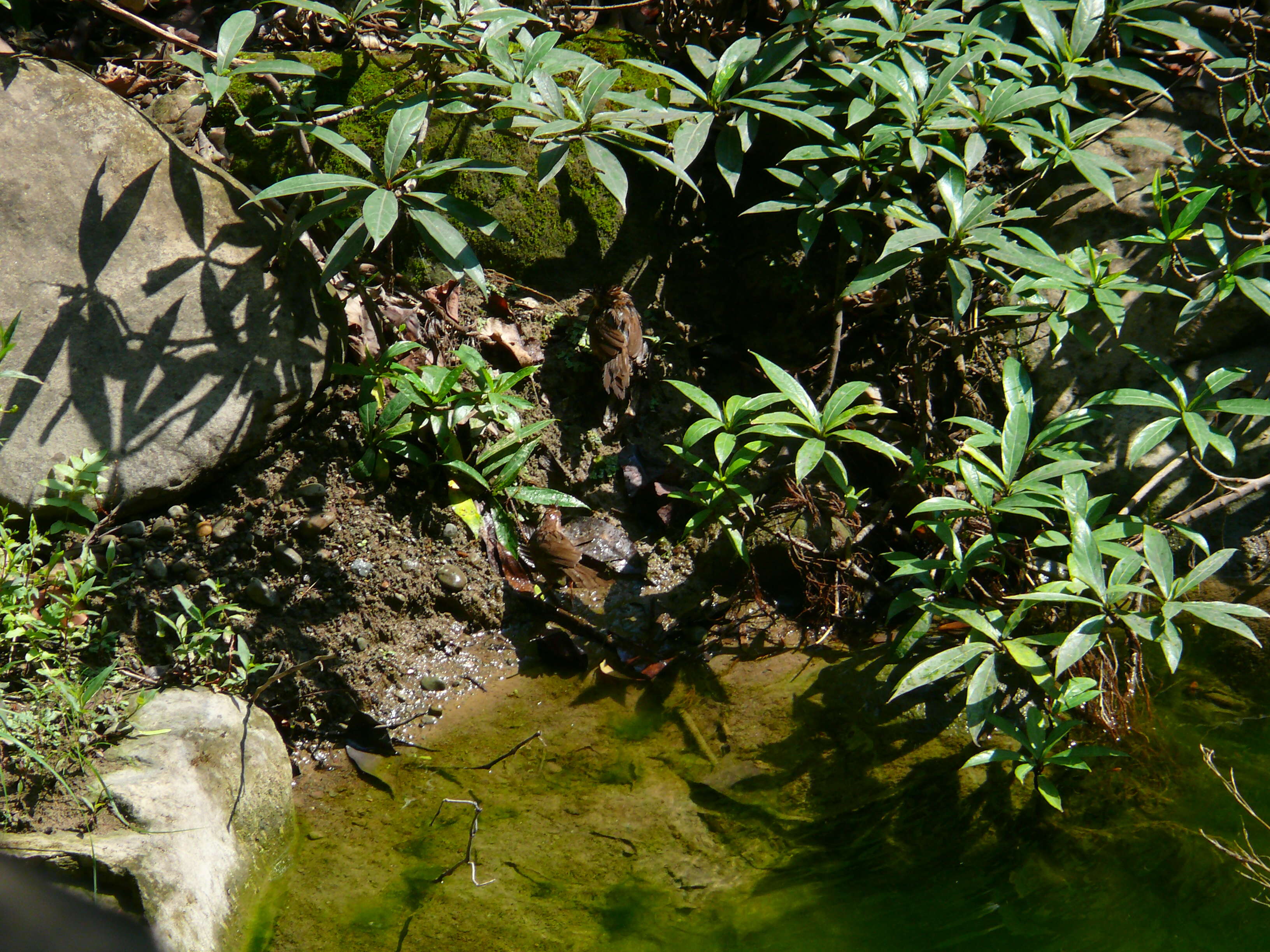 Image of Puff-throated Babbler