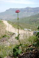 Imagem de Astrantia major subsp. biebersteinii (Fisch. & C. A. Mey.) I. Grint.