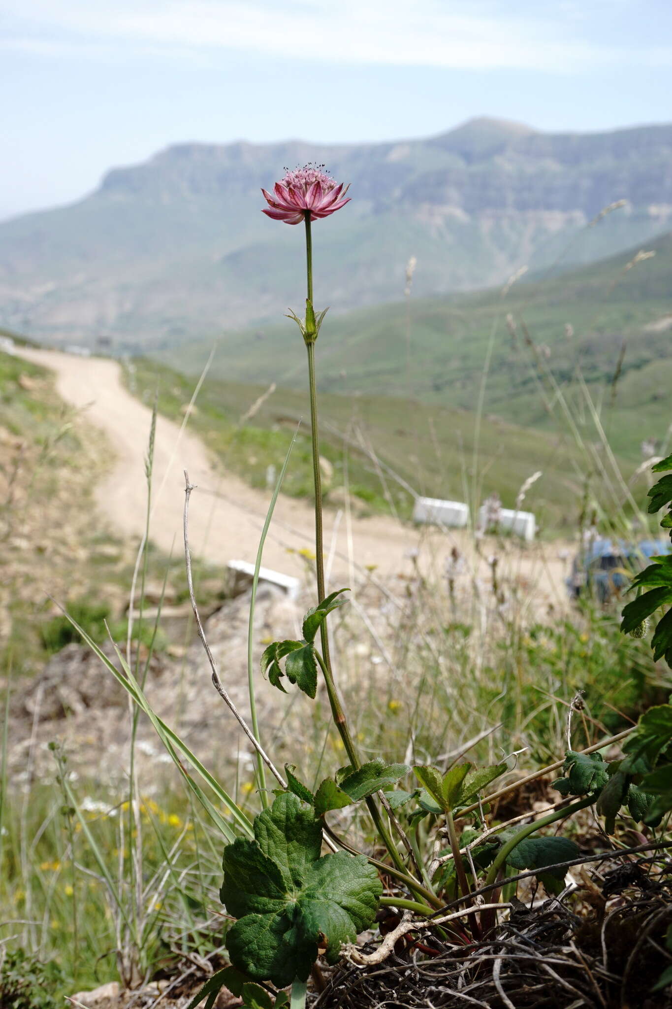 Image of Astrantia major subsp. biebersteinii (Fisch. & C. A. Mey.) I. Grint.