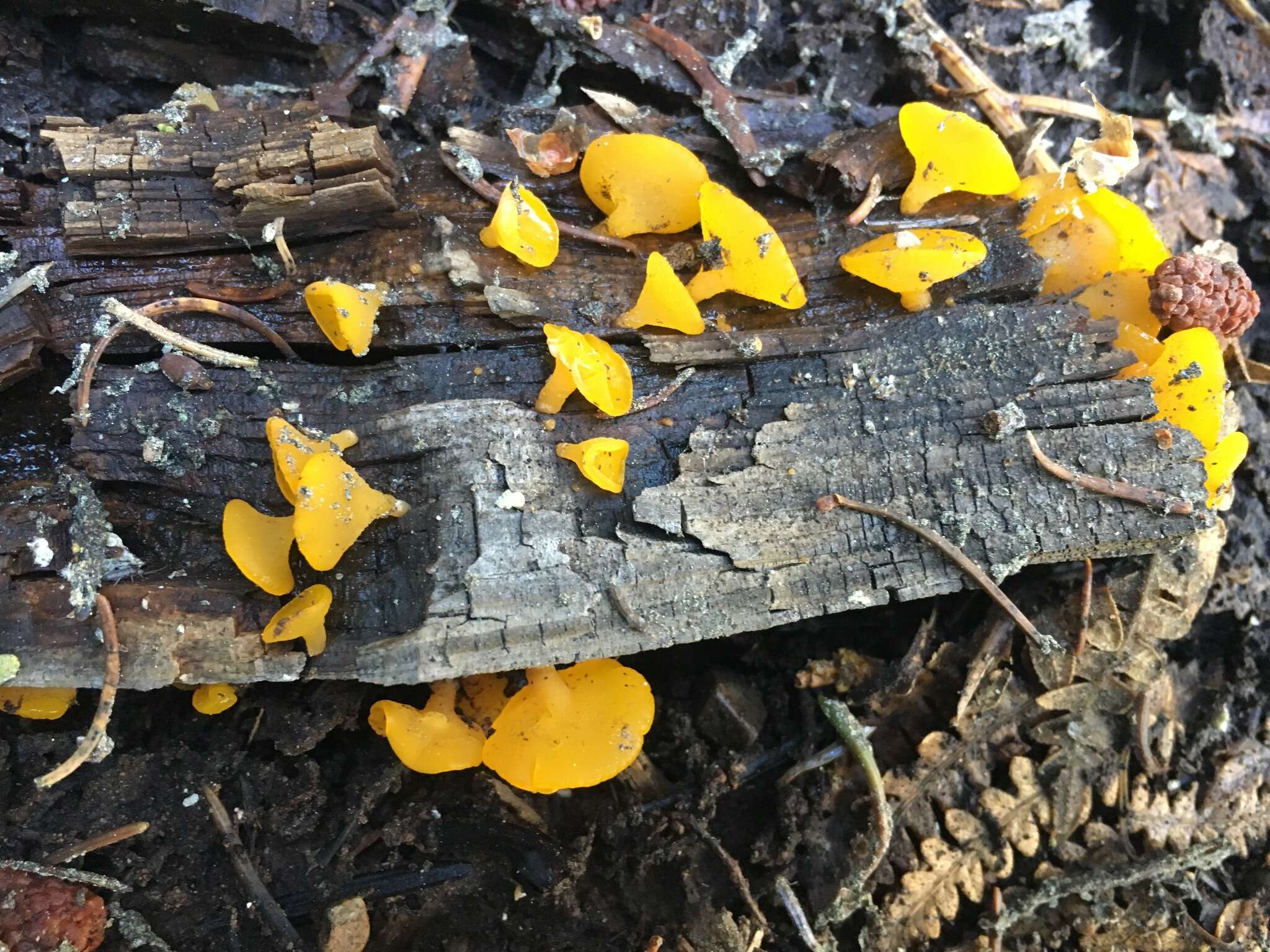 Image of Guepiniopsis alpina (Earle) Brasf. 1938