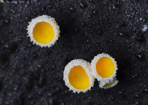 Image of Helvella calycina Skrede, T. Carlsen & T. Schumach. 2017