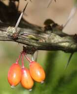 Image of Japanese barberry