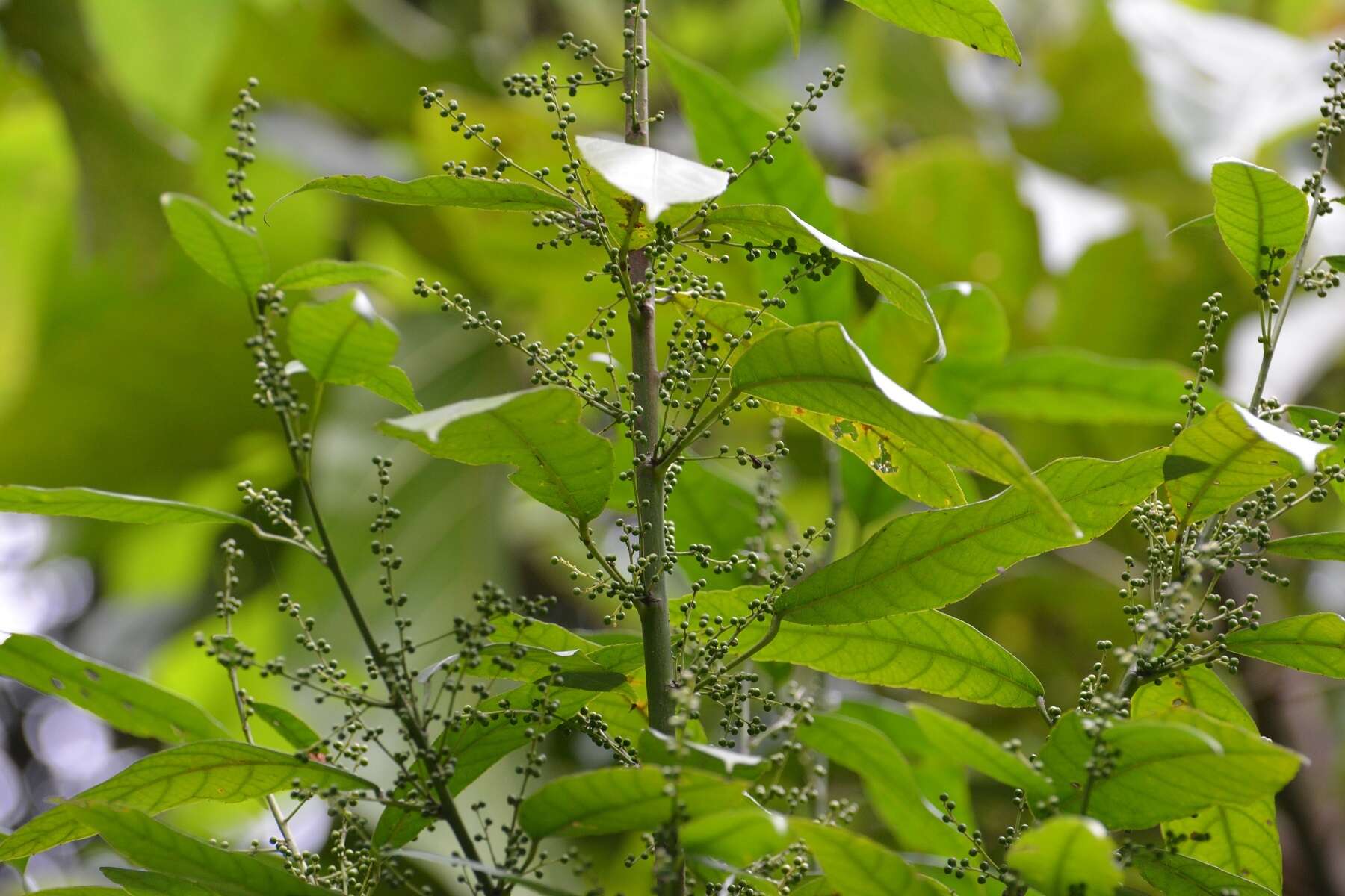 Sivun Cleidion castaneifolium Müll. Arg. kuva