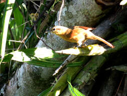 Image of Ochre-breasted Foliage-gleaner