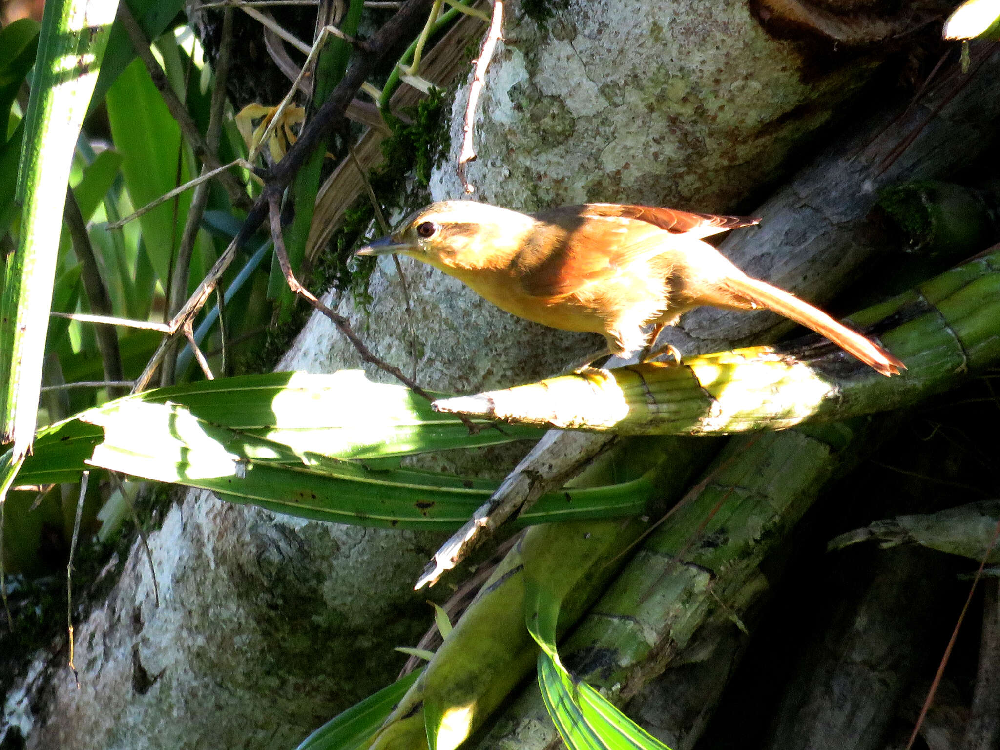 Image of Ochre-breasted Foliage-gleaner