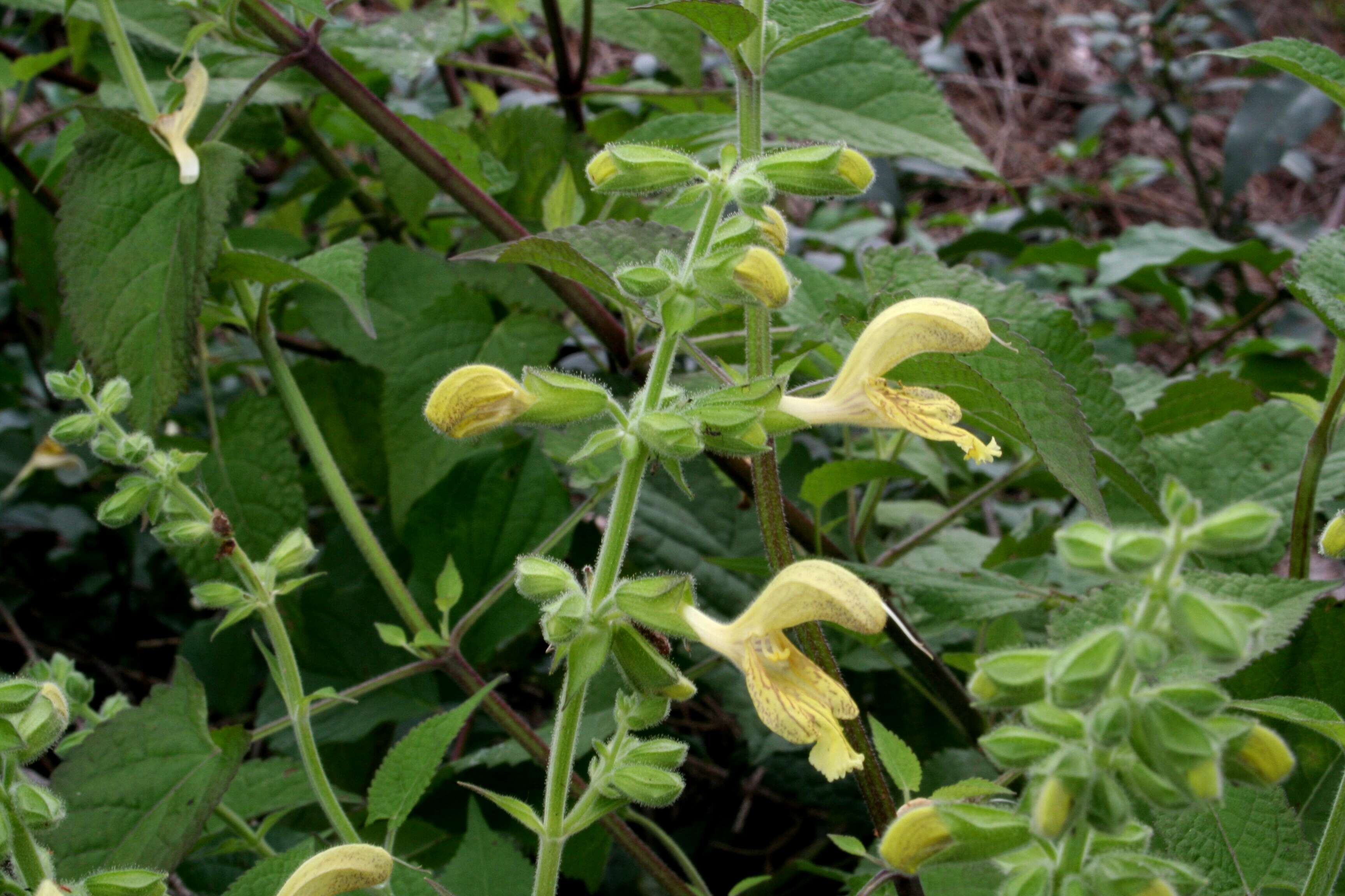 Imagem de Salvia glutinosa L.