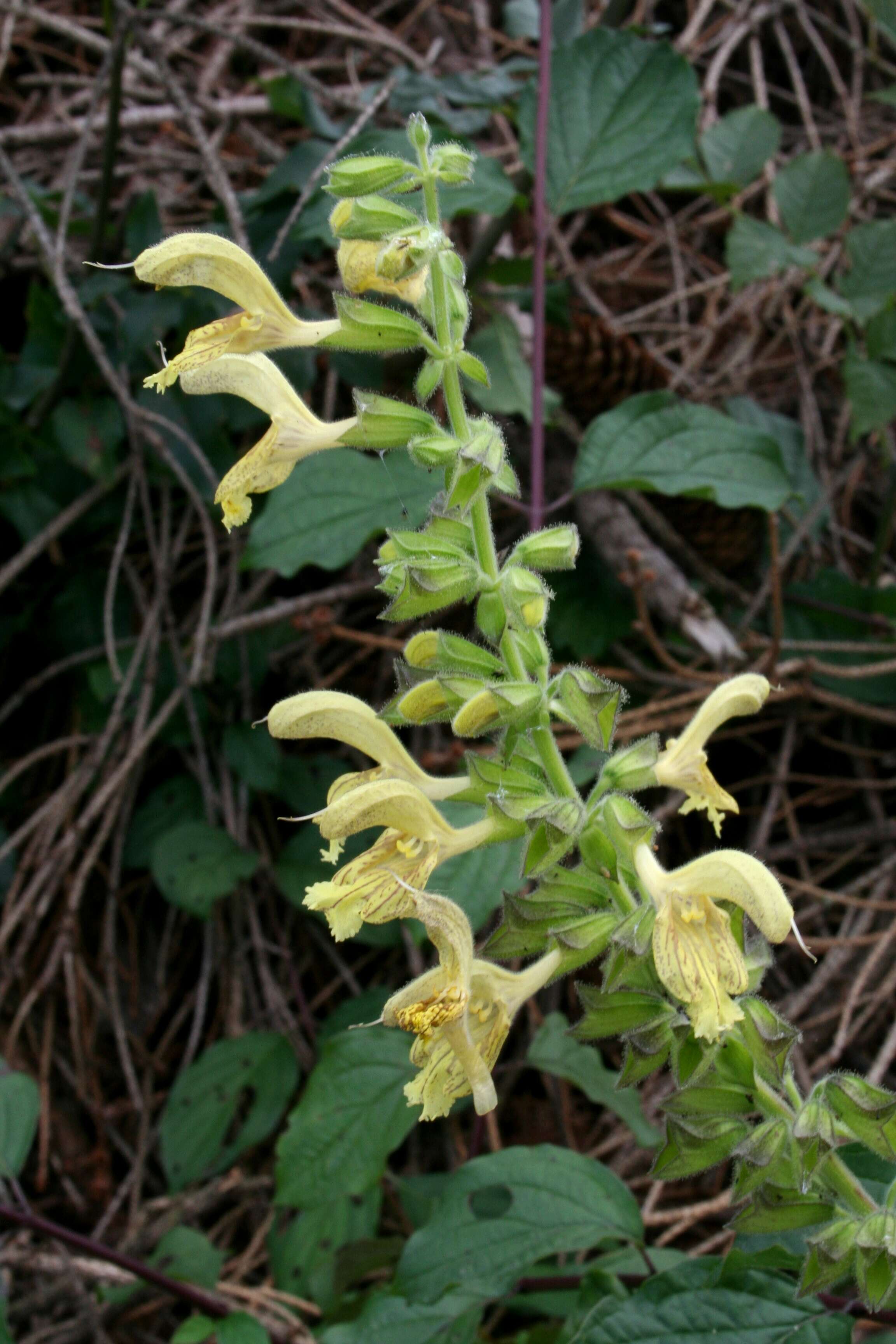 Imagem de Salvia glutinosa L.