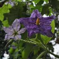 صورة Solanum wrightii Benth.