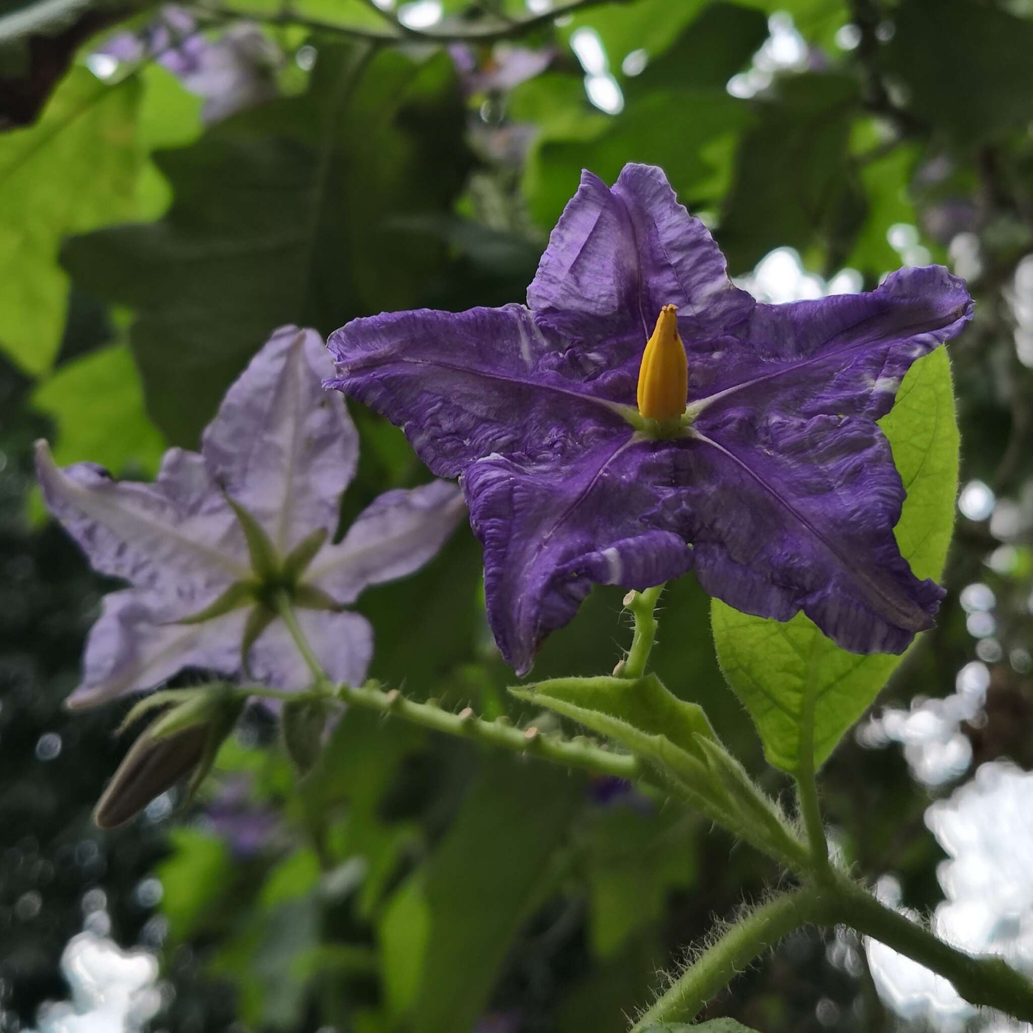 صورة Solanum wrightii Benth.