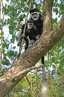 Image of Mantled Colobus