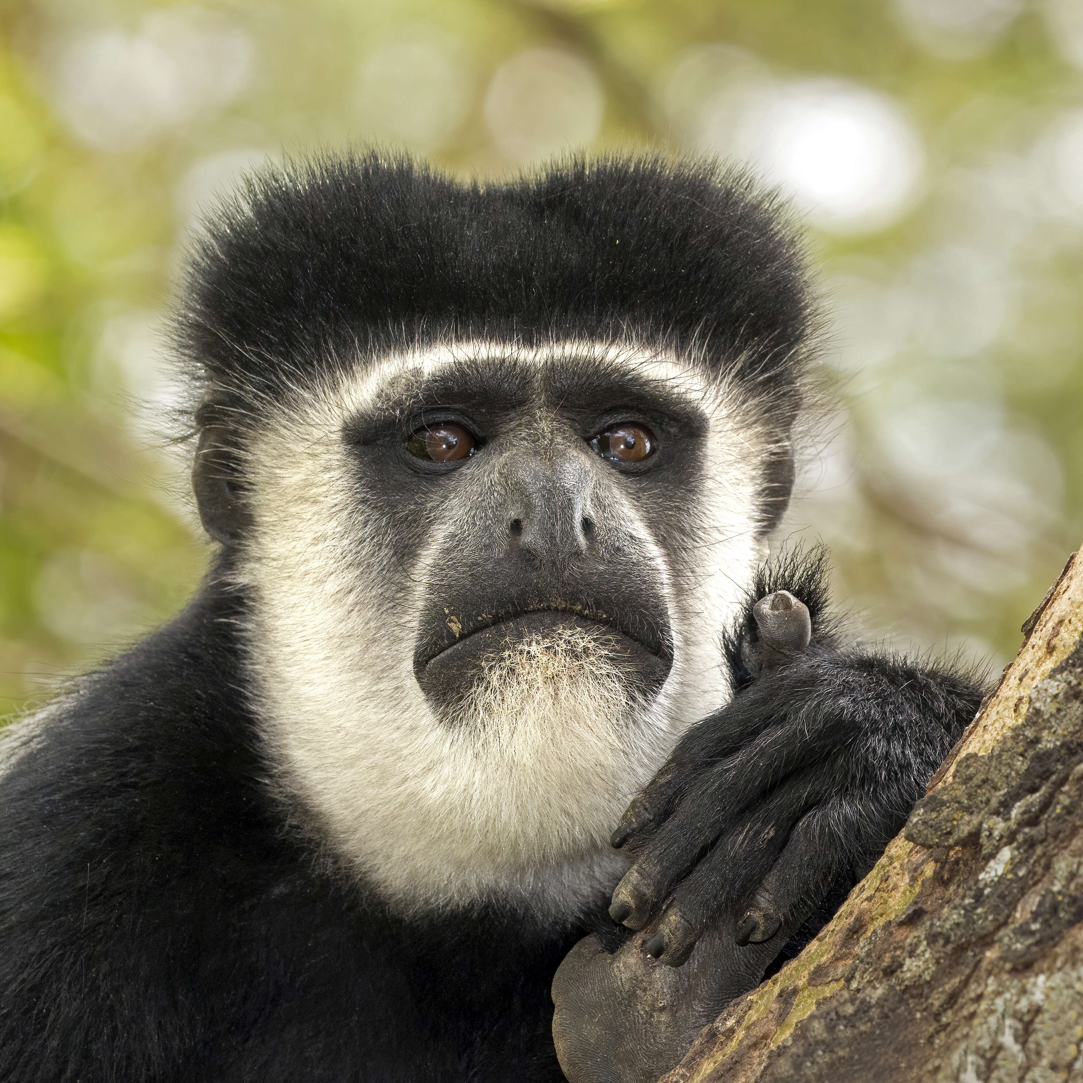 Image of Mantled Colobus