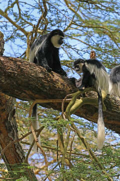 Image of Mantled Colobus