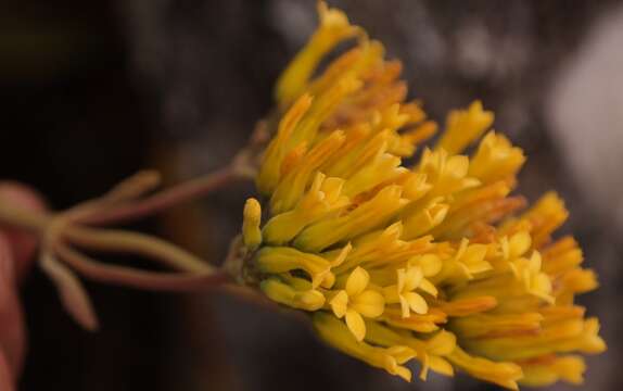 Image of Kalanchoe velutina Welw. ex Britten