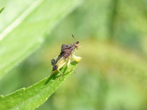 Image of Pennsylvania Ambush Bug