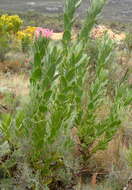 Image of Bot River protea