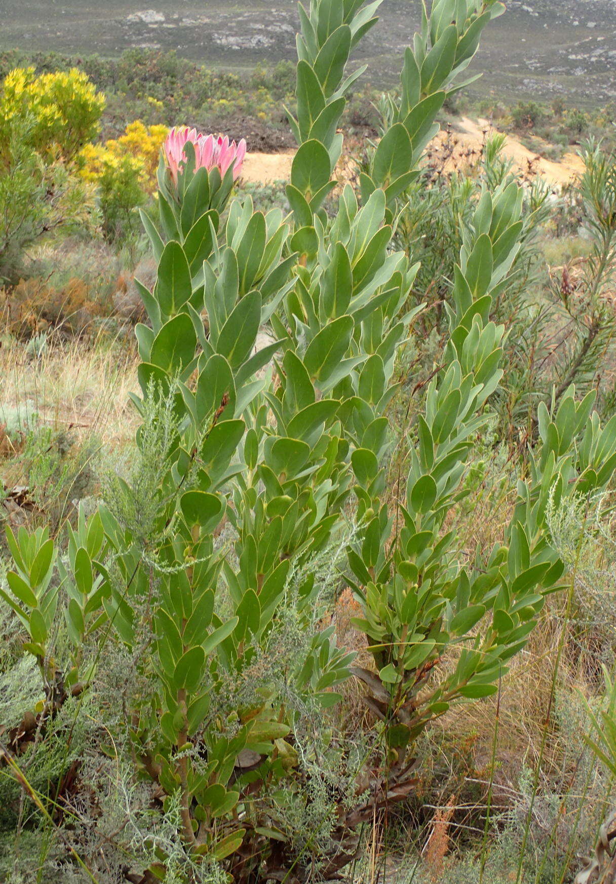 Image of Bot River protea