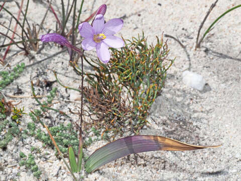 Image of Ixia latifolia D. Delaroche