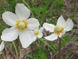 Image of Snowdrop Anemone