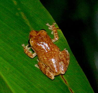 Plancia ëd Pseudophilautus asankai (Manamendra-Arachchi & Pethiyagoda 2005)