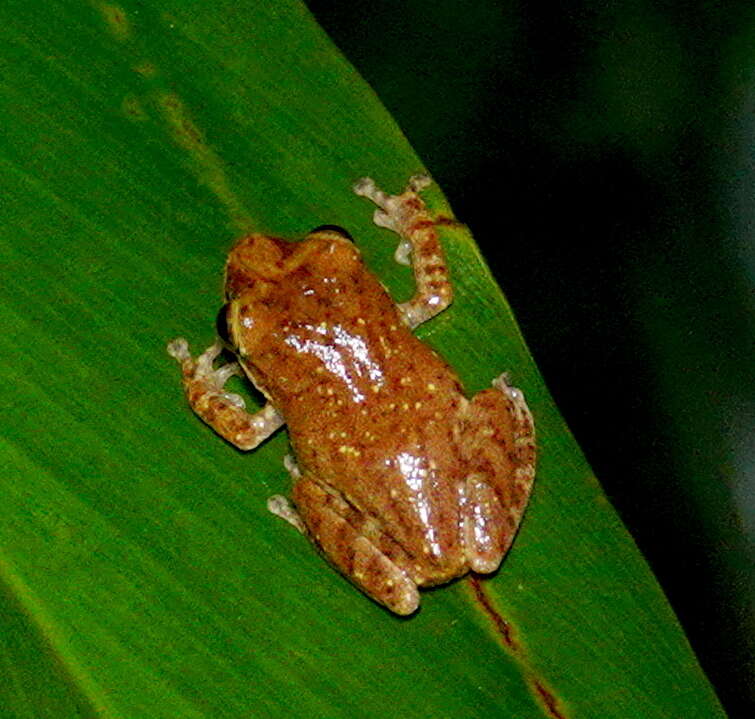 Image of Pseudophilautus asankai (Manamendra-Arachchi & Pethiyagoda 2005)