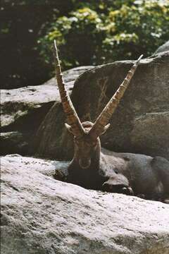 Image of Alpine Ibex