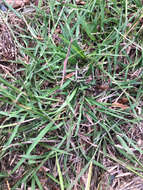 Image of Caucasian bluestem