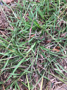 Image of Caucasian bluestem