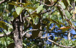 Image of Black-eared Sibia