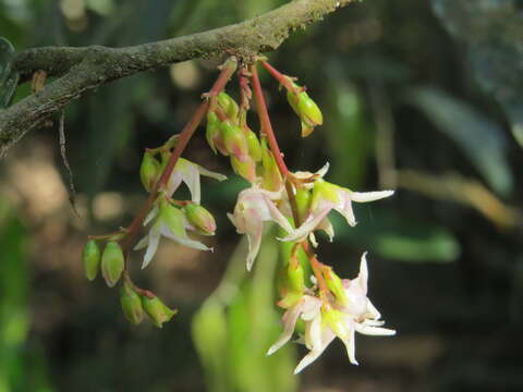 Image of Hopea ponga (Dennst.) D. J. Mabberley