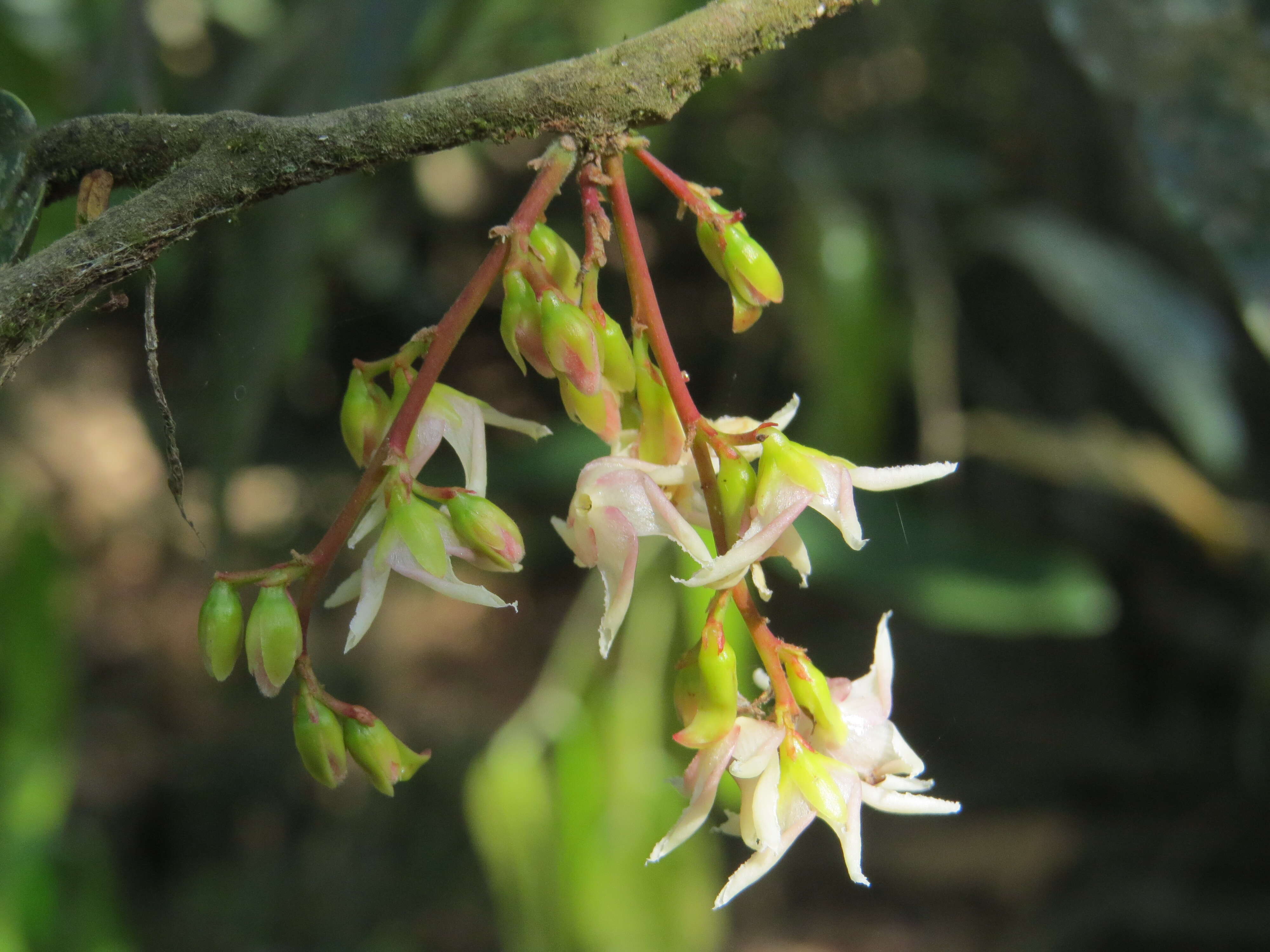 Image of Hopea ponga (Dennst.) D. J. Mabberley