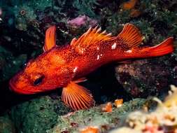 Image of Starry rockfish