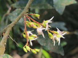 Image of Hopea ponga (Dennst.) D. J. Mabberley