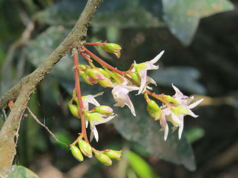 Image of Hopea ponga (Dennst.) D. J. Mabberley