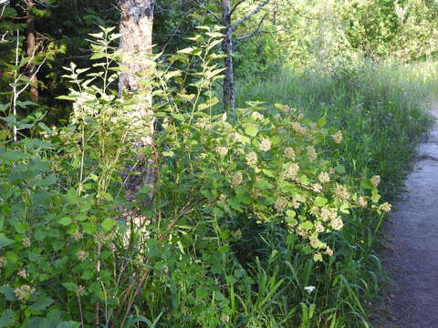 Plancia ëd Physocarpus opulifolius var. intermedius (Rydb.) B. L. Robins.