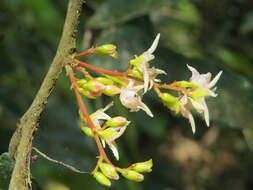 Image of Hopea ponga (Dennst.) D. J. Mabberley