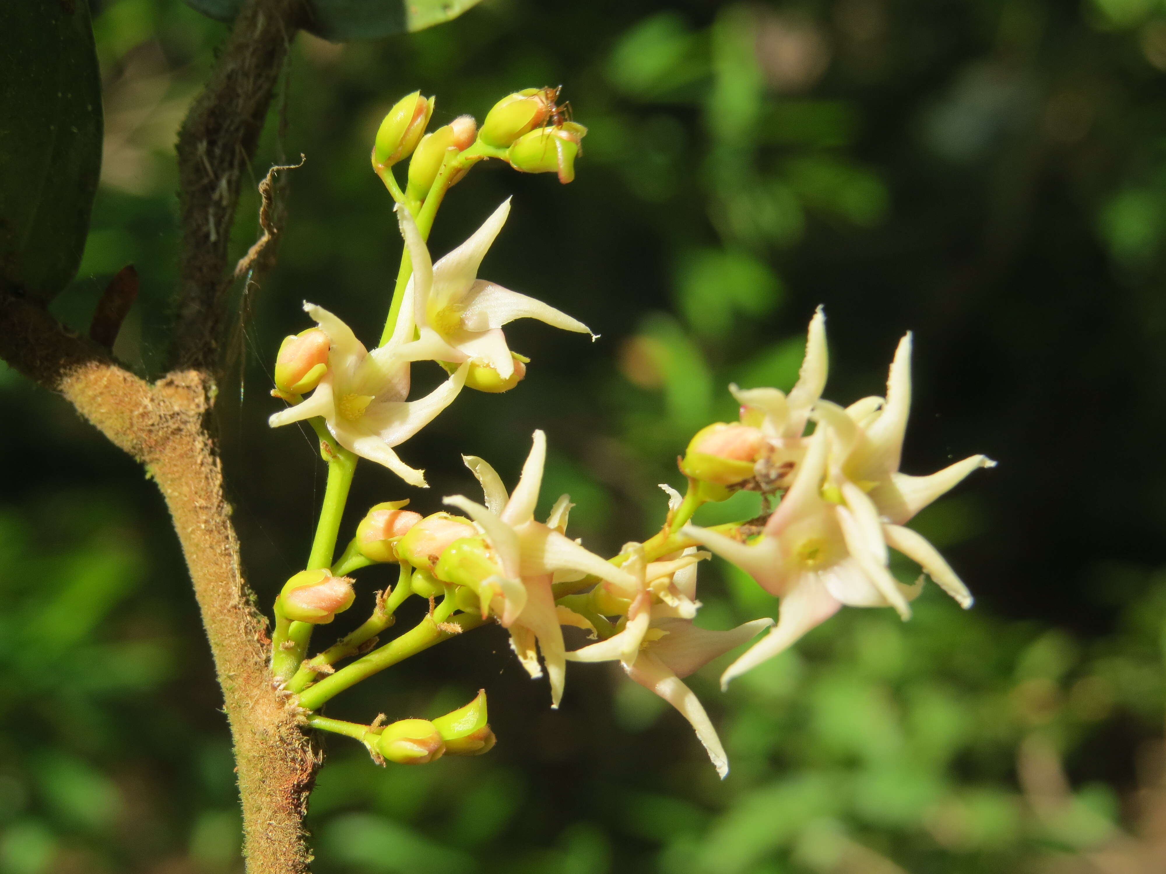 Image of Hopea ponga (Dennst.) D. J. Mabberley