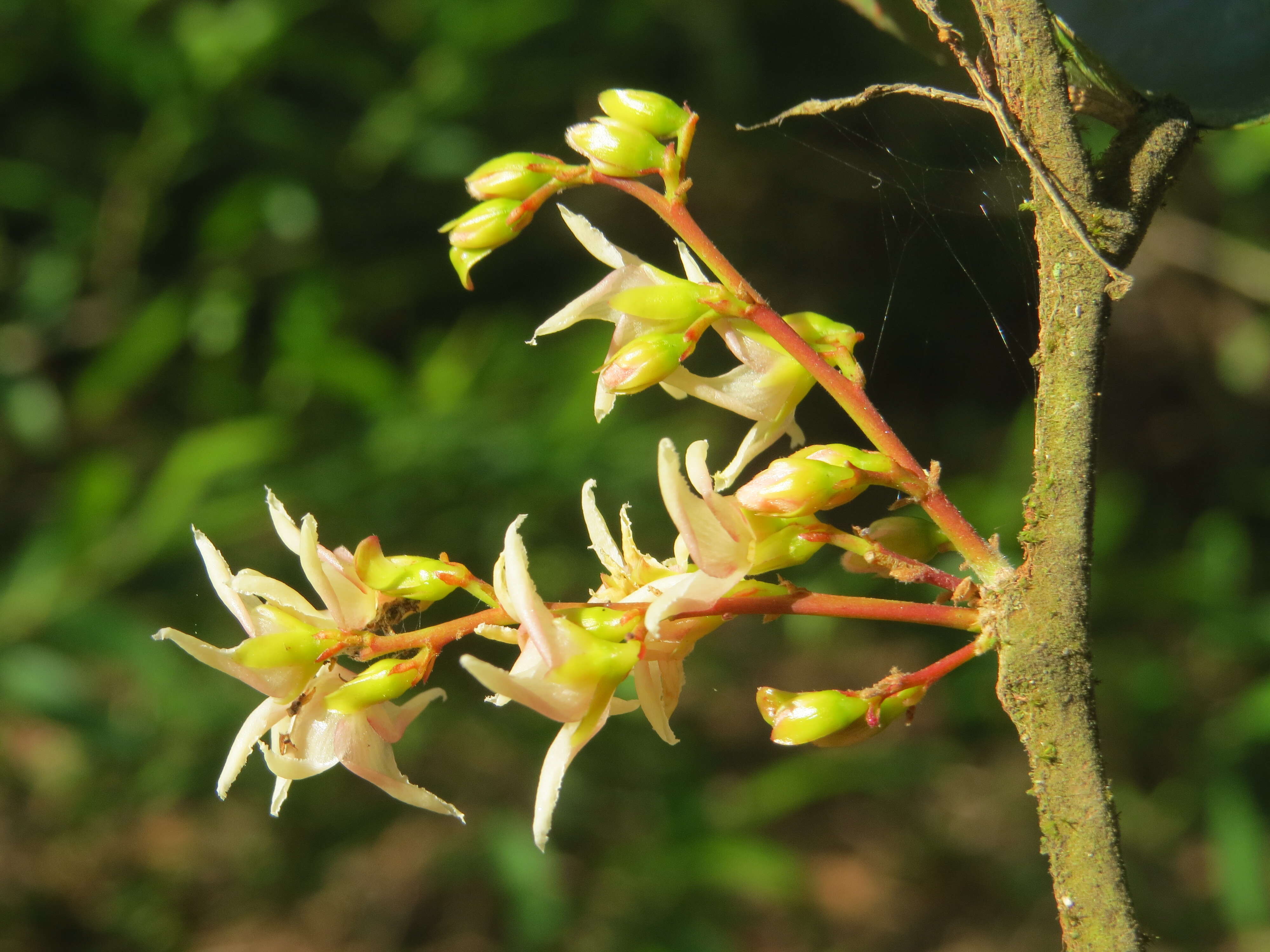 Image of Hopea ponga (Dennst.) D. J. Mabberley