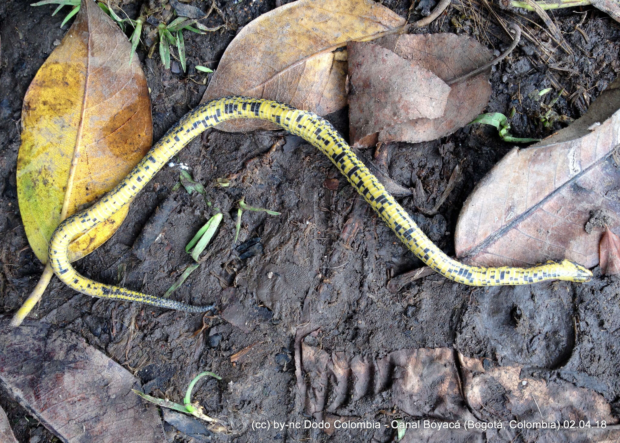 Image of Thickhead Ground Snake