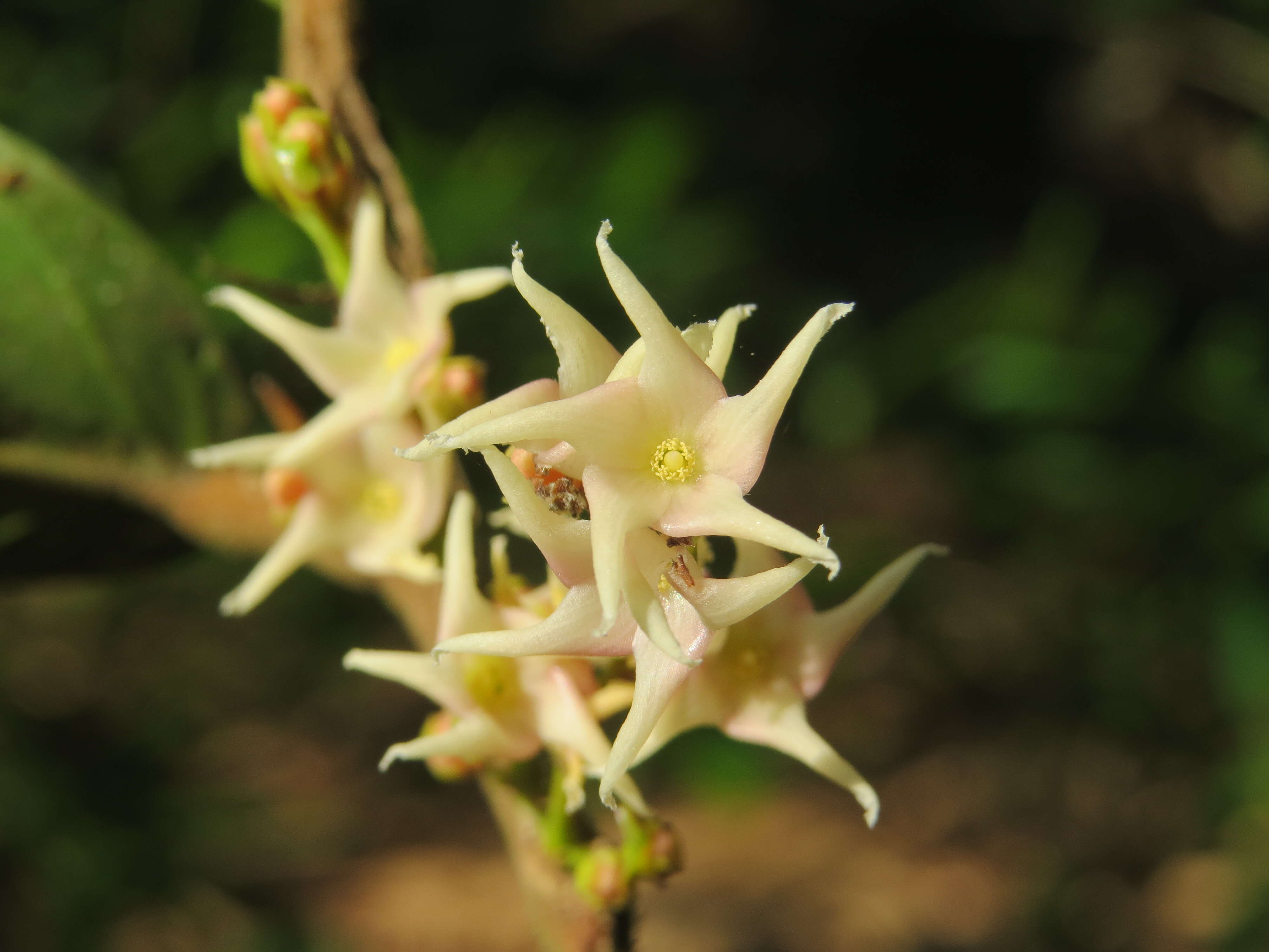 Image of Hopea ponga (Dennst.) D. J. Mabberley