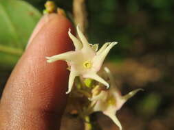 Image of Hopea ponga (Dennst.) D. J. Mabberley