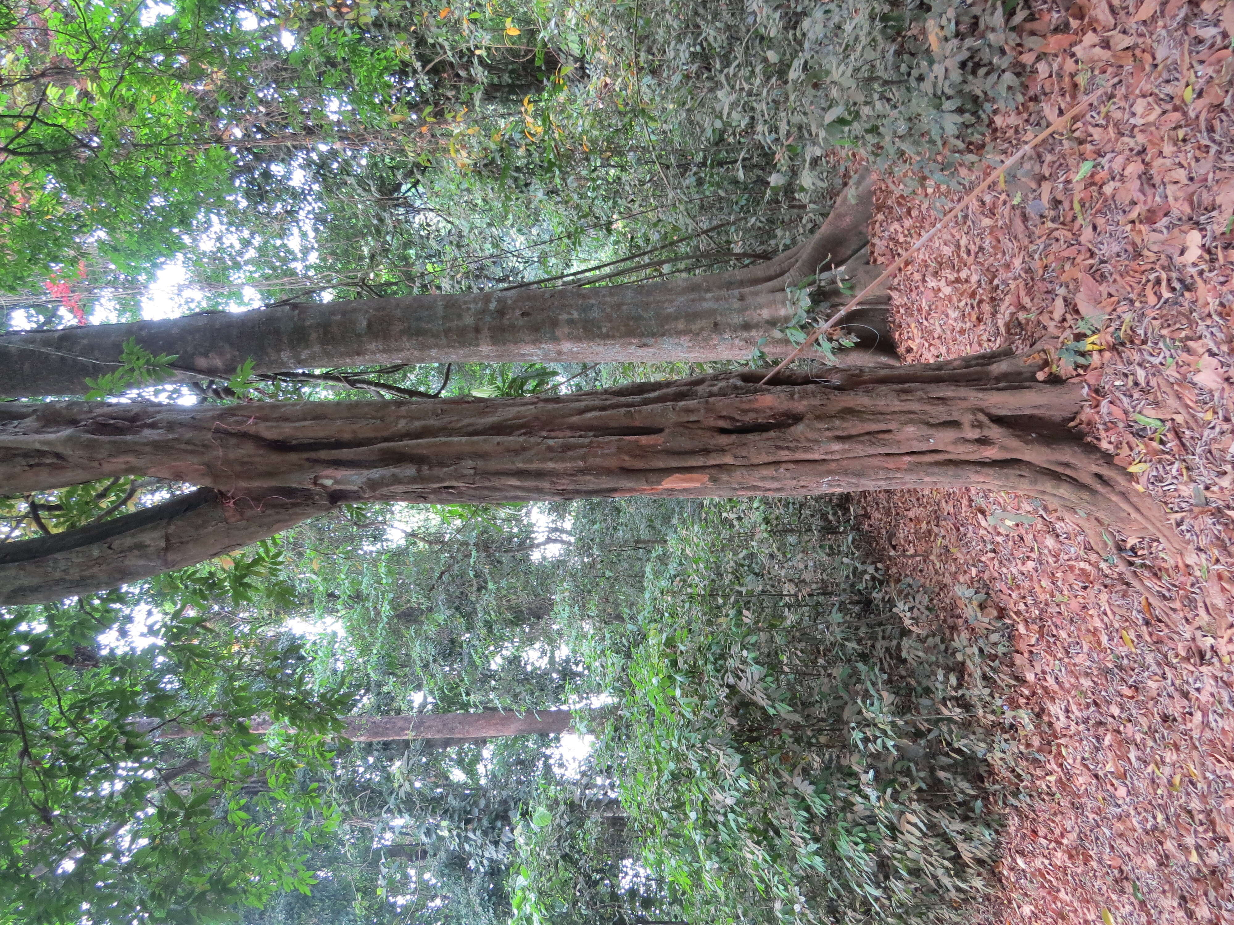 Image of Lepisanthes tetraphylla (Vahl) Radlk.