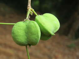 Image of Lepisanthes tetraphylla (Vahl) Radlk.