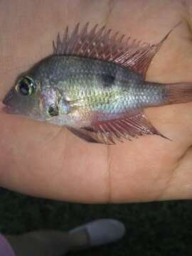 Image of Yellow cichlid