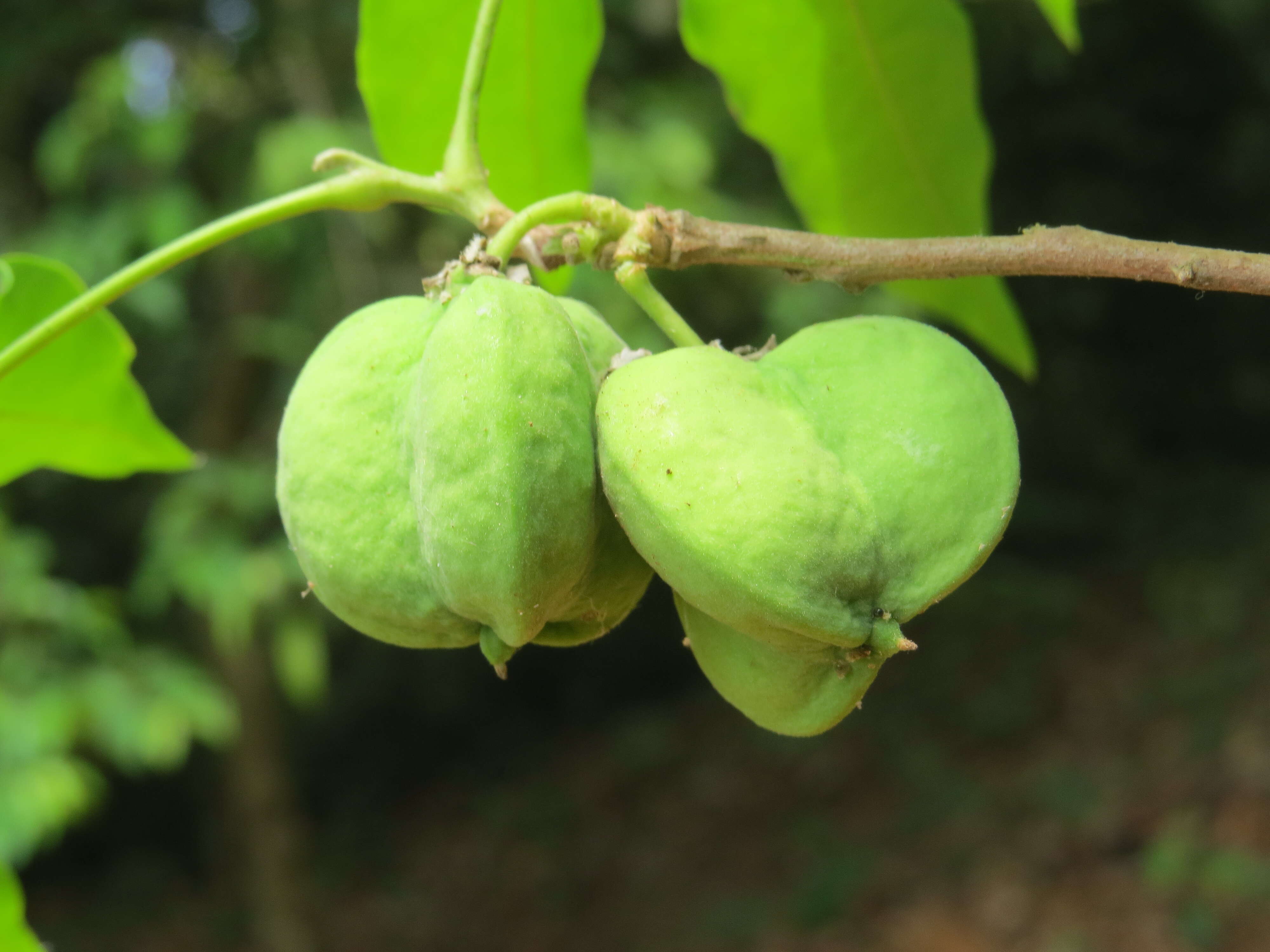 Image of Lepisanthes tetraphylla (Vahl) Radlk.