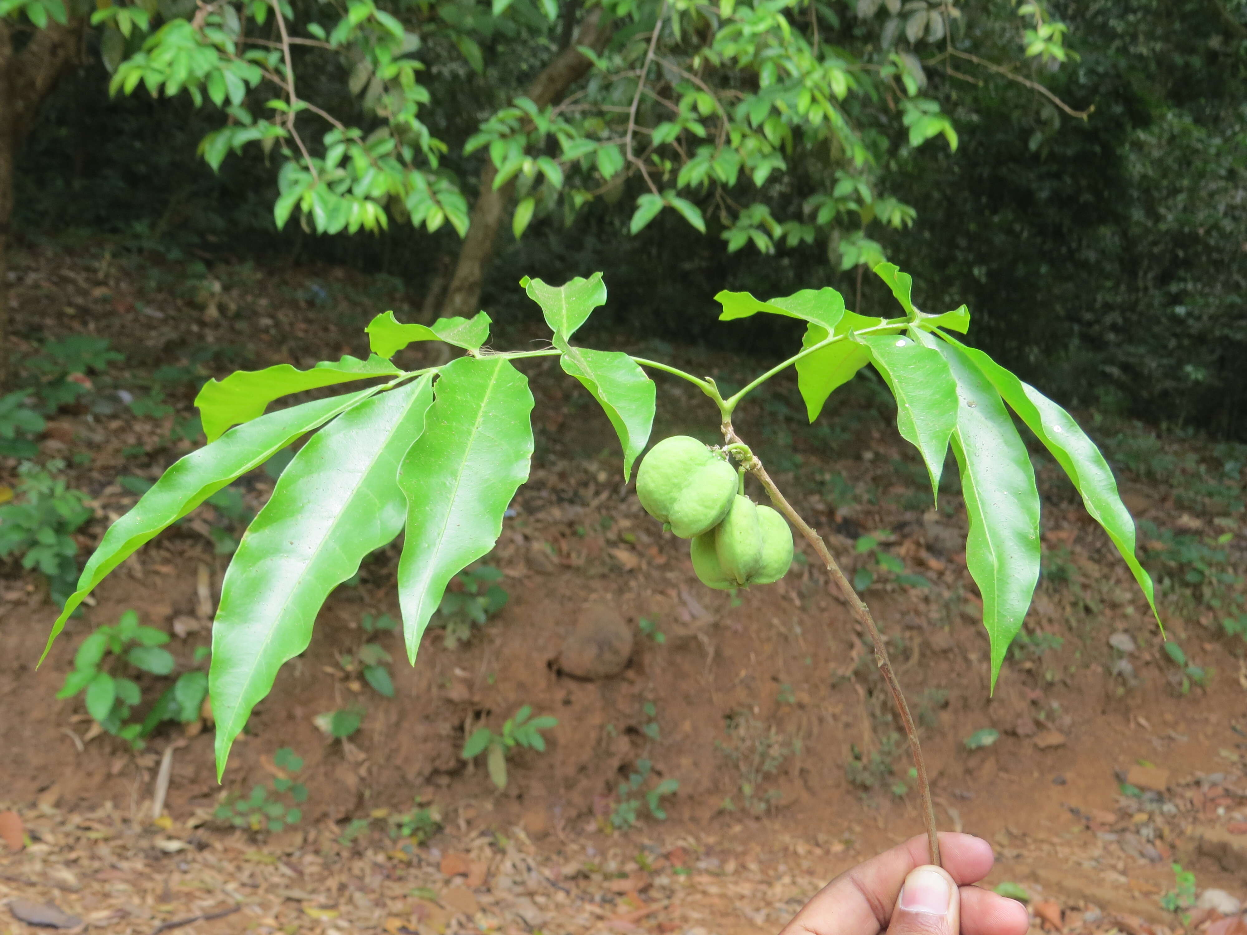 Image of Lepisanthes tetraphylla (Vahl) Radlk.