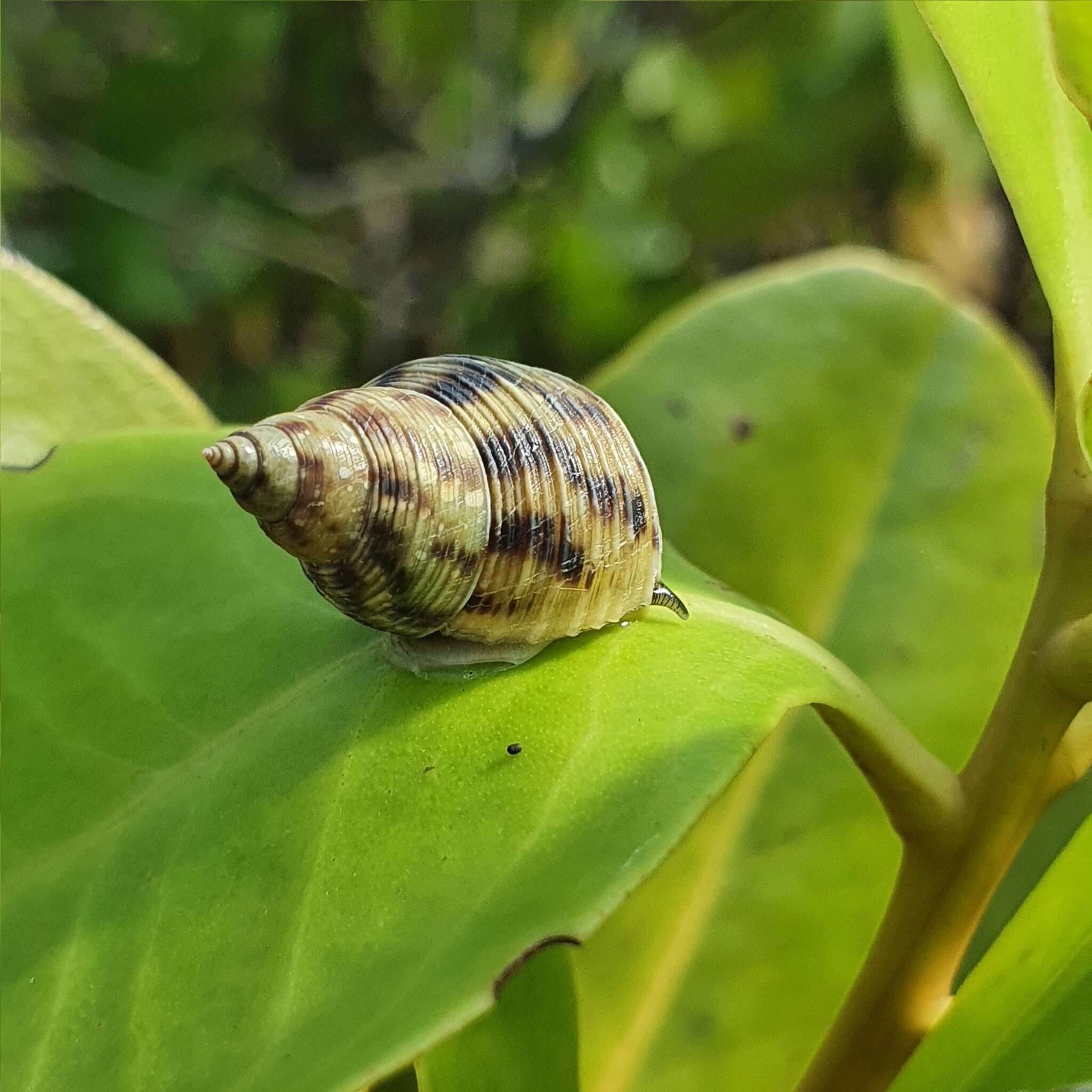 Image of Littoraria filosa (G. B. Sowerby I 1832)