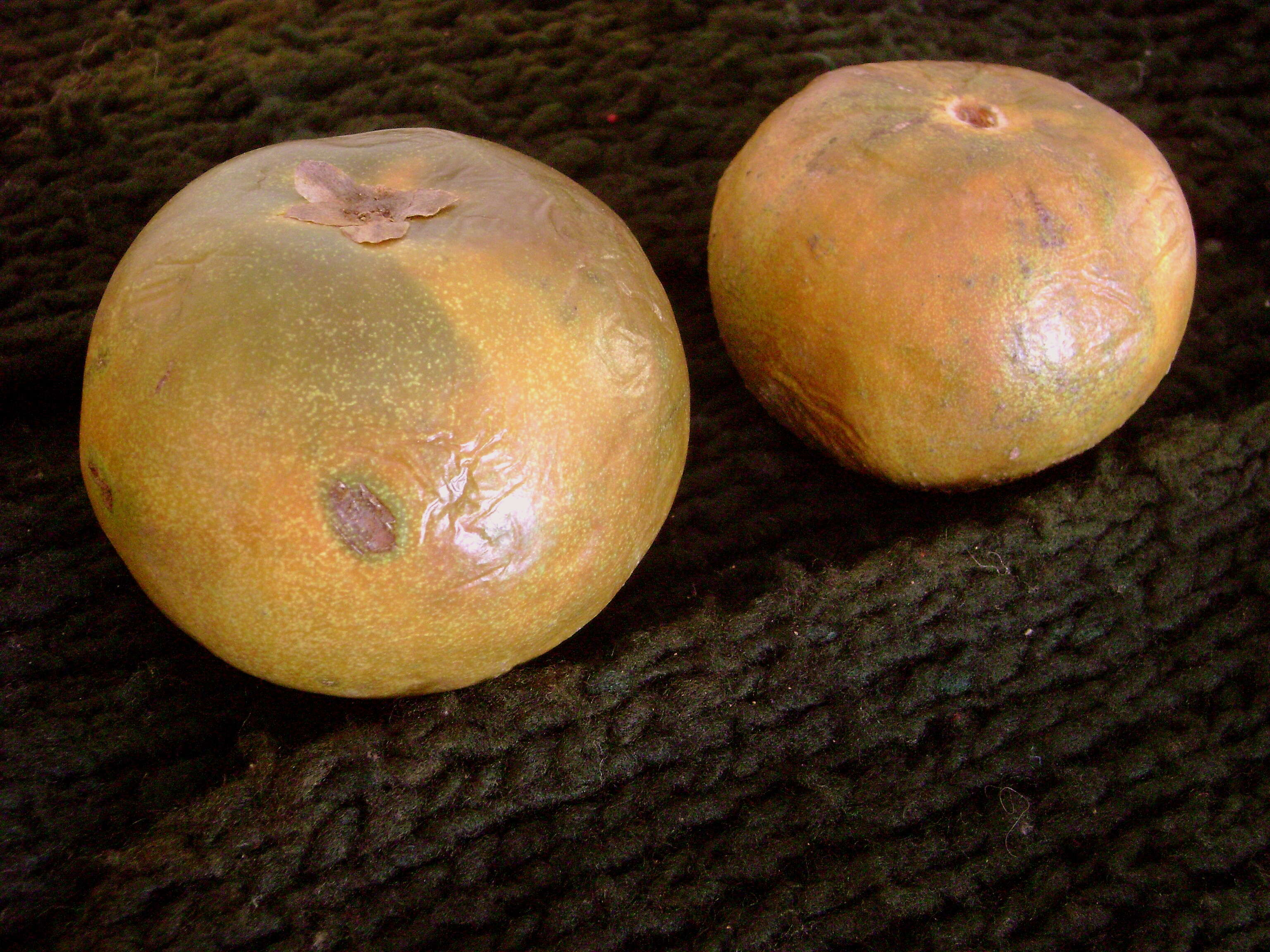 Image of Eggfruit